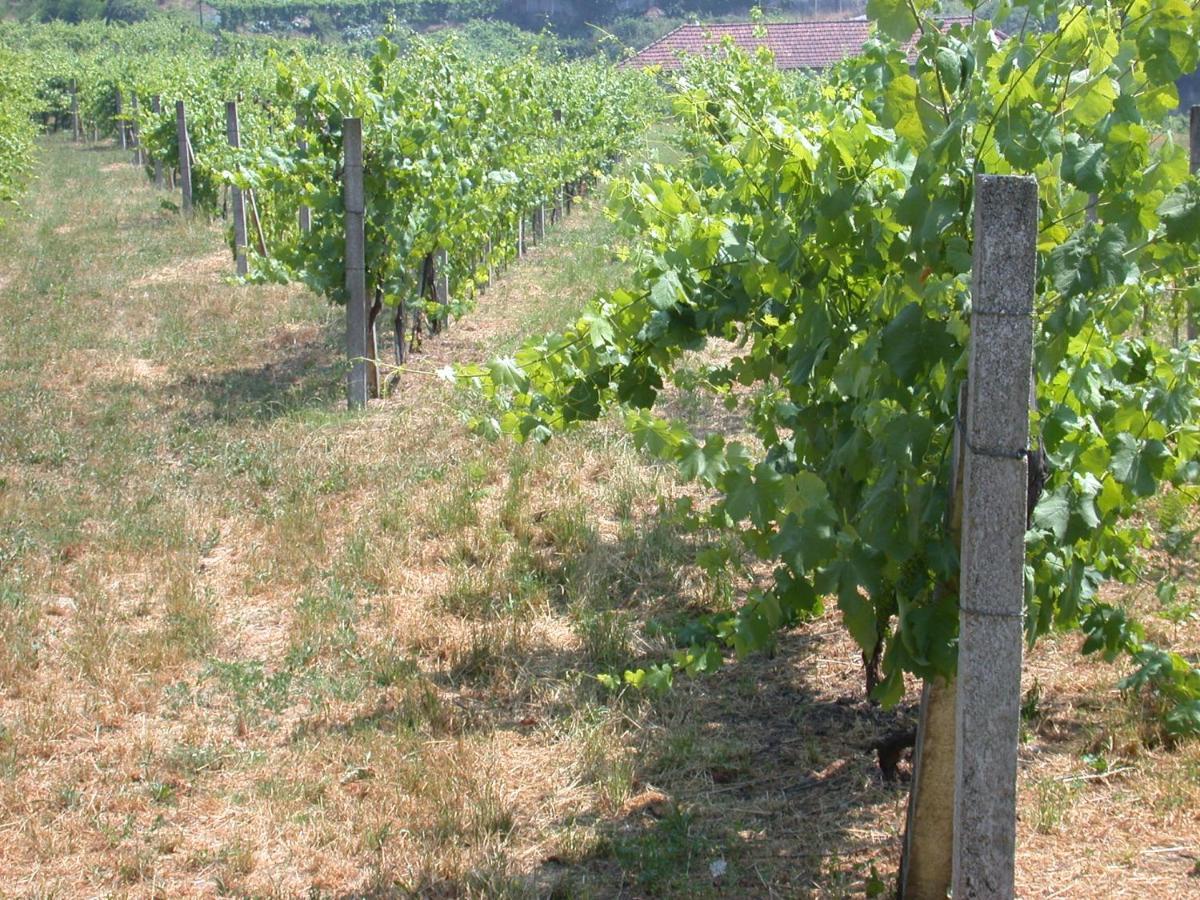 Quinta Da Tapada Βίλα Lousada Εξωτερικό φωτογραφία
